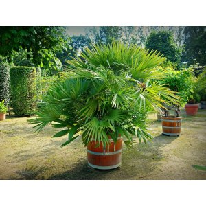 Palmička nízka (Chamaerops Humilis) ´VULCANO´ - výška 60-90 cm, kont. C18L (-12°C)